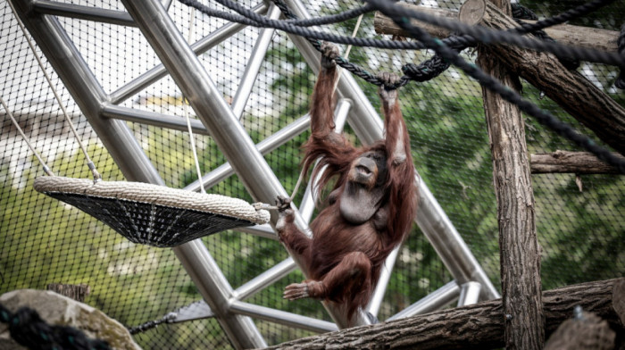 Uginula orangutanka Neti, poznata po tome što je volela da posmatra ljude