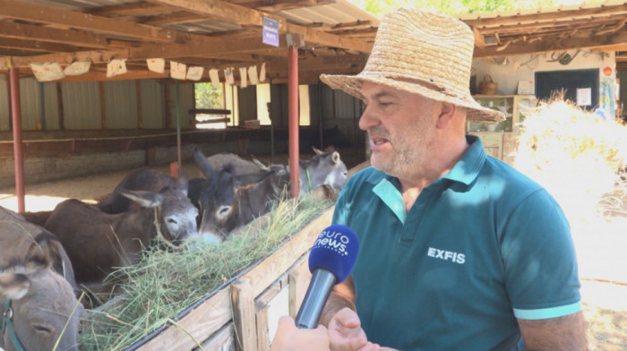 Od slučajne kupovine magarice do farme sa 90 životinja: Kako je Darko Saveljić spasao crnogorskog magarca