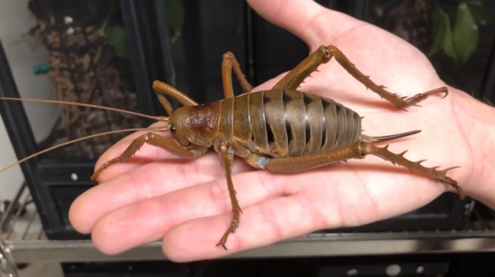 Težak kao miš i dug deset centimetara: Obnavlja se populacija insekta rekordera