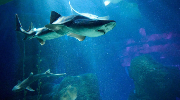Kao u filmu "Sharknado": Ajkula usred poplave doplivala u stambeno naselje (VIDEO)