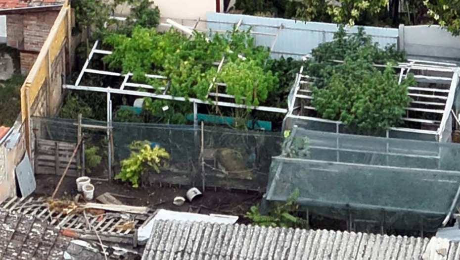 Policija mu našla pun plastenik droge: Zaplenjeno više od 60 kilograma narokitka, uhapšen osumnjičeni u Novom Sadu
